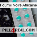 African Black Ant 28